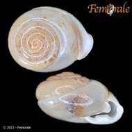 Image of hunter snails