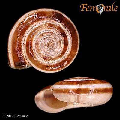 Image of bush snails