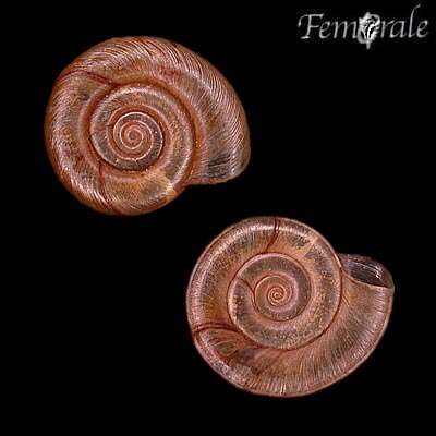 unclassified Gastropoda resmi