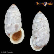 Image of Cerionidae