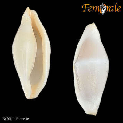 Image of <i>Pseudocyphoma rosenbergi</i> Fehse 2001