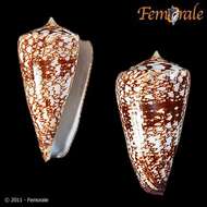 Conus amadis Gmelin 1791的圖片