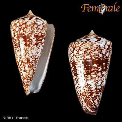 Conus amadis Gmelin 1791的圖片