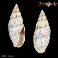 Image of Mitridae Swainson 1831