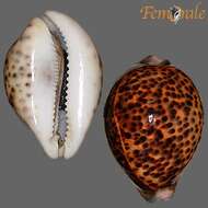 Image of cowrie