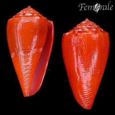 Image of Conus rosalindensis Petuch 1998