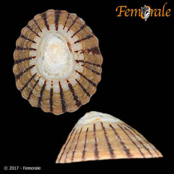 Image of Nacellidae Thiele 1891