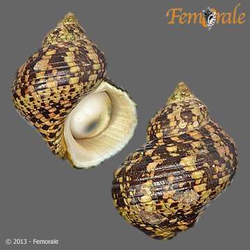 Image of turban snail