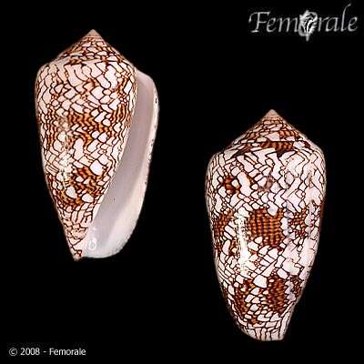 Image of Conus textile neovicarius da Motta 1982