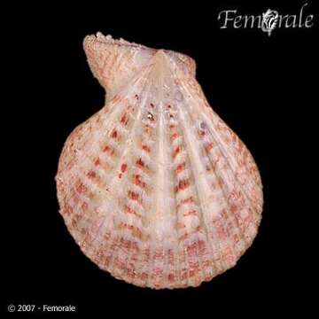 Image of Caribachlamys T. R. Waller 1993