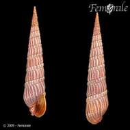 Image of auger shells