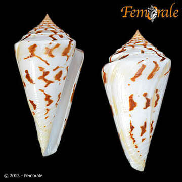 Image of Conasprella Thiele 1929