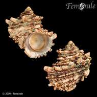 Image of turban snail