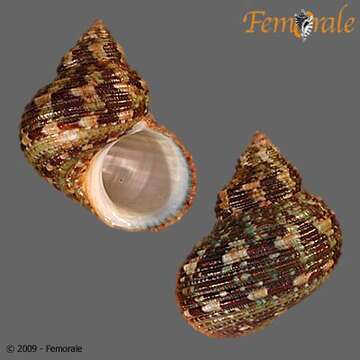 Image of turban snail