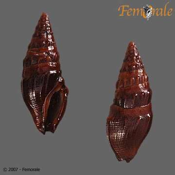 Pseudomelatomidae J. P. E. Morrison 1966 resmi