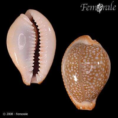 Image of Fuzzy cowrie shell