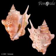 Image of Sinustrombus Bandel 2007