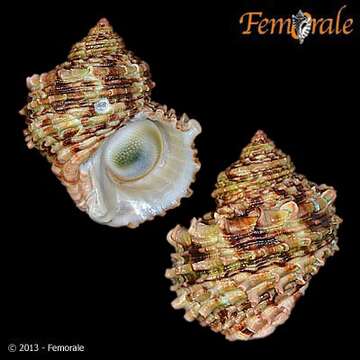 Image of turban snail