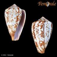 صورة Conus ardisiaceus Kiener 1850