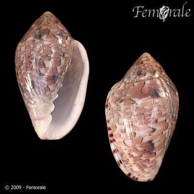 Image of Marginella Lamarck 1799