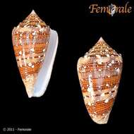 Image of cone snails