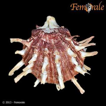 Image of Spondylidae Gray 1826