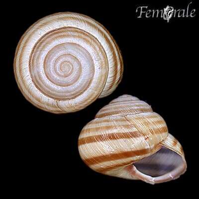 Image of Banded snails