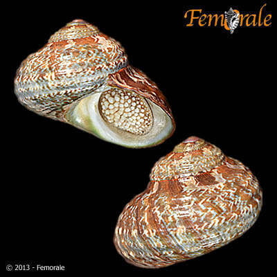 Image of turban snail