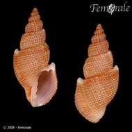 صورة Cancellariidae Forbes & Hanley 1851