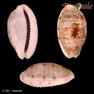 صورة <i>Cypraea teres alveolus</i> Tapparone 1882