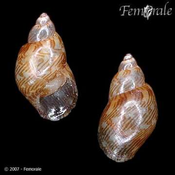 Image of pheasant shells