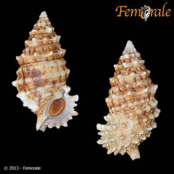 Image of unclassified Gastropoda