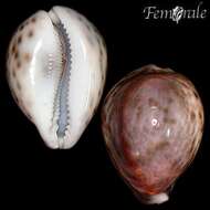 Image of cowrie