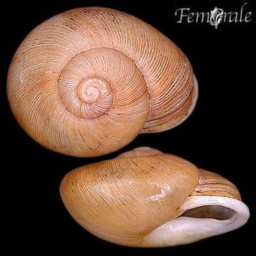 Image of land snail