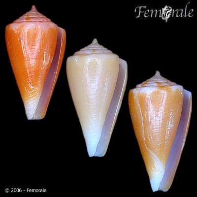 Image of Conus martensi E. A. Smith 1884