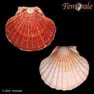 صورة Pecten O. F. Müller 1776