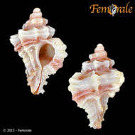 Image of Murex Snails