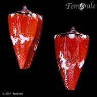 Imagem de Conus pseudocardinalis Coltro 2004