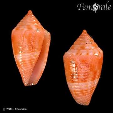 Image of Conasprella damasoi (Cossignani 2007)