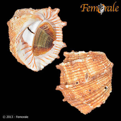 Image of Tribulus H. Adams & A. Adams 1853