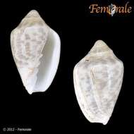 Image of Marginella Lamarck 1799