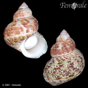 Image of turban snail