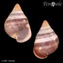 Image of <i>Achatinella apexfulva leucorraphe</i> (Gulick 1873)