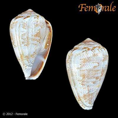 Image of cone snails