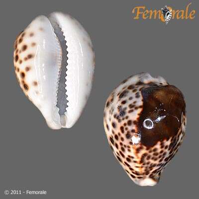 Image of cowrie