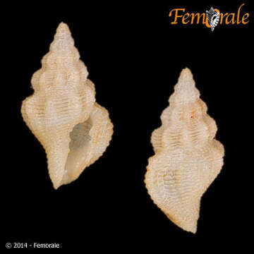 Image of Pseudomelatomidae J. P. E. Morrison 1966