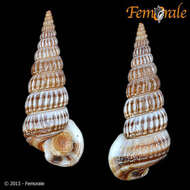 Image of Potamididae