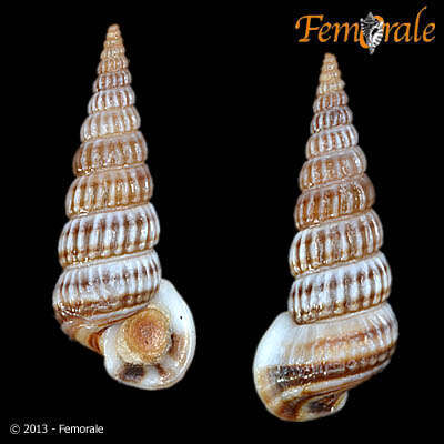 Image de Potamididae