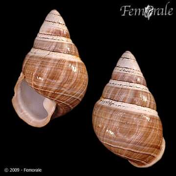 Image of Achatinella