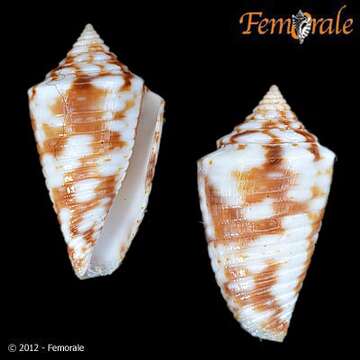 Image of Conasprella jaspidea (Gmelin 1791)